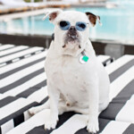 Discover where to stay, eat and shop in Miami, Florida with your four-legged friend by your side