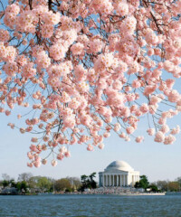 Where to Stay for D.C.’s Cherry Blossom Festival