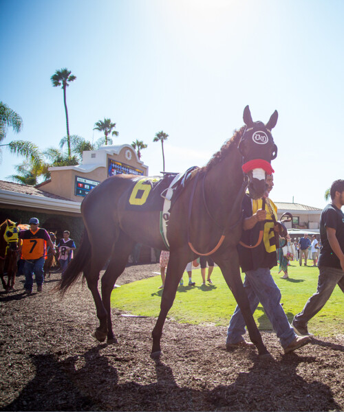 Experience the 2017 Breeders’ Cup