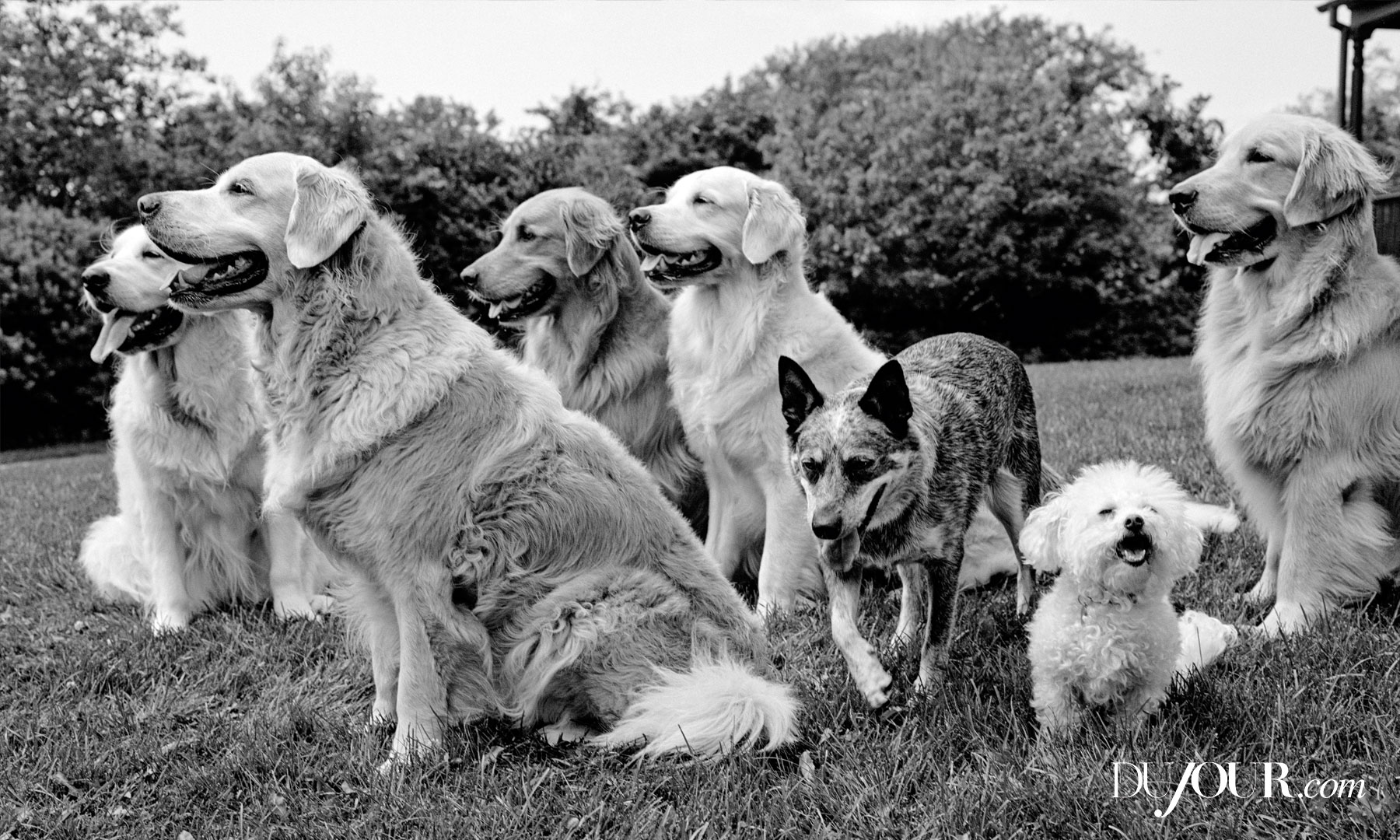 bruce weber dogs