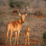 Global Wildlife Conservation tracks the movements of the dwindling hirola species in Kenya