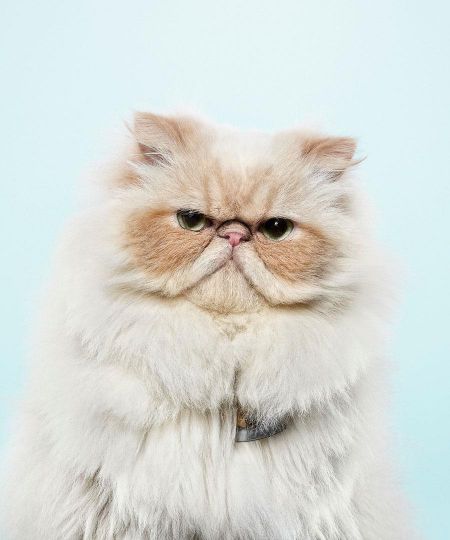 Fashion’s New Muse: The Cat