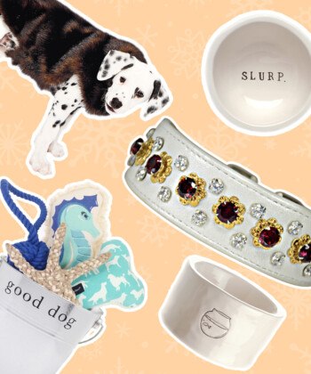 Gifts for Man's Best Furry Friends
