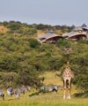 The Ultimate Safari Experience in Kenya