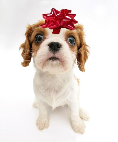Your Online Holiday Gift Guide: Just Click and Buy!