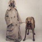 The stars of William Wegman's new retrospective are definitely good boys