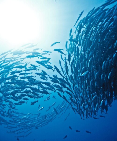 Under the Sea