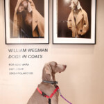 Max Mara celebrated its partnership with photographer William Wegman by revitalizing his playful Dogs in Coats exhibition featuring four-legged subjects wearing the brand's iconic 101801 camel coat