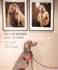 A Night of Weimaraners, Coats and Polaroids