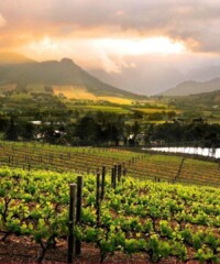 The Grape Escape: South Africa’s Vineyards