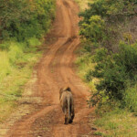 Tracking African rhinos on foot gets safari-goers up close, and personal, with one of the world’s most beautiful, and compromised, animals