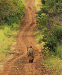 Inside a South African Safari