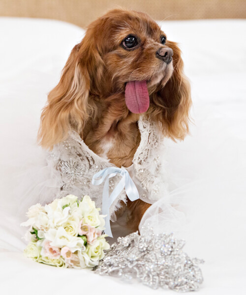 Inside a High-Profile Celebrity Dog Wedding