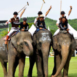 Polo-playing elephants are some of Thailand’s most impressive creatures