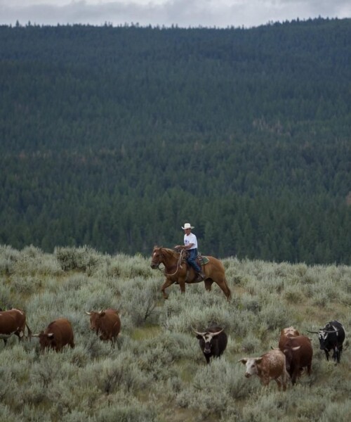 Into the Wild, the Luxe Way