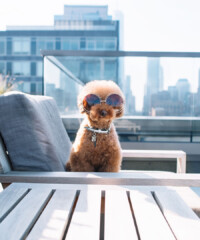 NYC Residences with Luxe Pet Amenities
