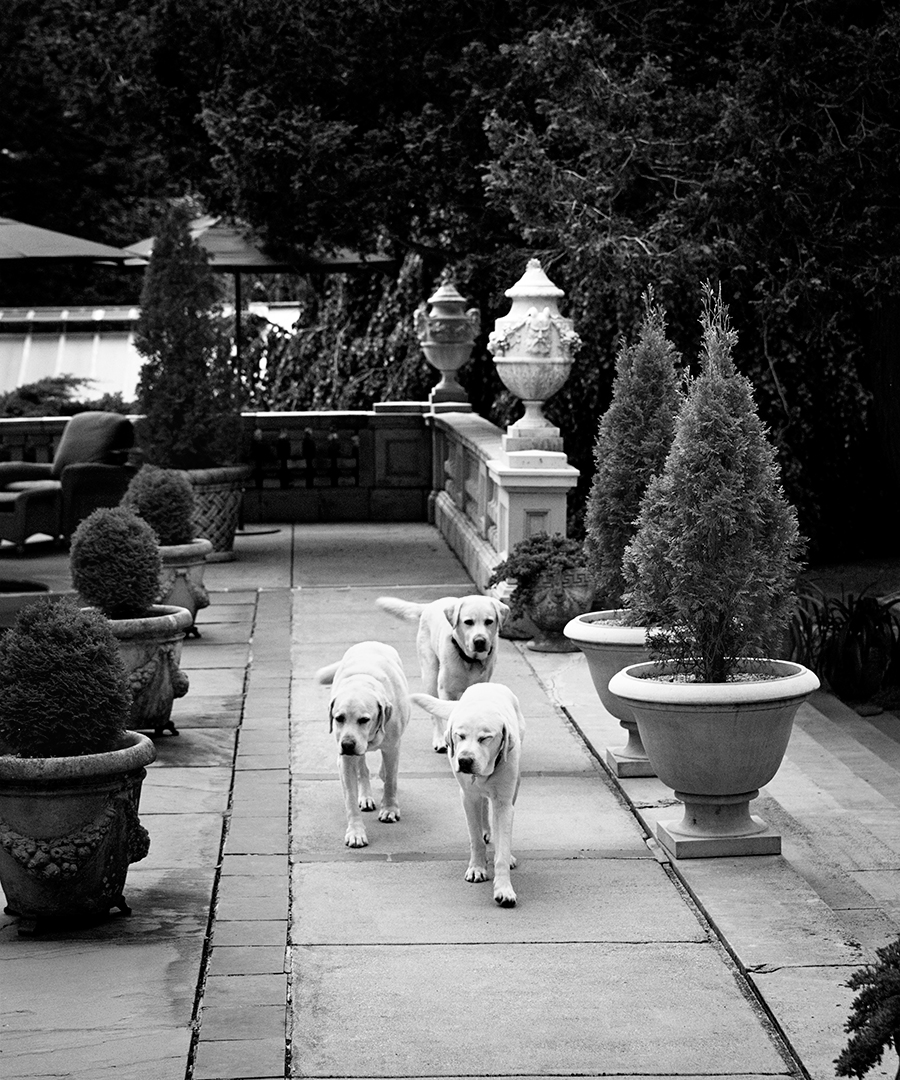 Luxury Pet Hotels DuJour