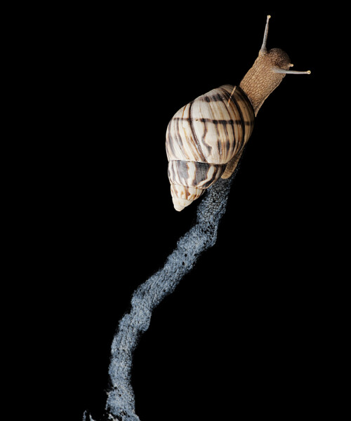 The Next Beauty Breakthrough: Snail Slime