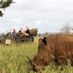 Tracking African rhinos on foot gets safari-goers up close and personal with one of the world’s most beautiful--and compromised--animals