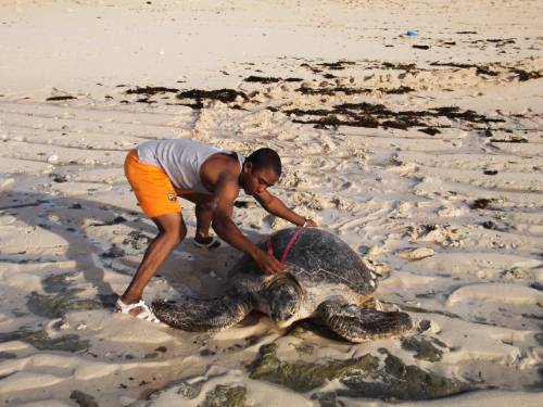 Thanda Island’s commitment to conservation includes research projects on sea turtles, dolphins, whale sharks and coral reefs