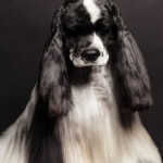 A new book by photographer Paul Nathan shows how far dog owners go for an impeccably primped pup. One celebrity groomer weighs in